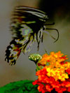 Butterfly Landing