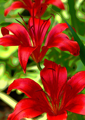 Crimson Lily