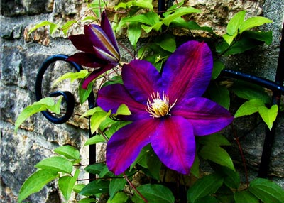 Clematis