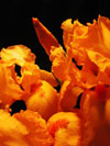 Orange Iris