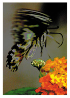 Butterfly Landing